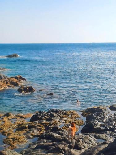 a dog standing on a rocky beach near the ocean at Dragon View in Gáldar