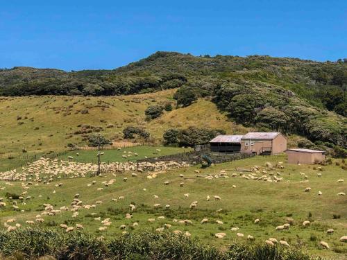 a herd of sheep grazing in a field on a hill at The Station House Motel in Collingwood