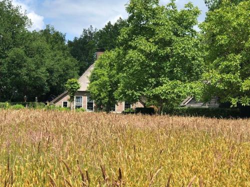 a field of tall grass in front of a house at Froukjes Erf in Havelte