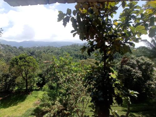 a view of the jungle from the top of a tree at Monte Sereno Munnar in Anachal