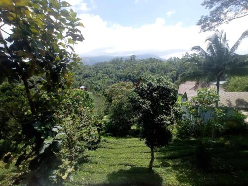 a view of a garden with a palm tree at Monte Sereno Munnar in Anachal