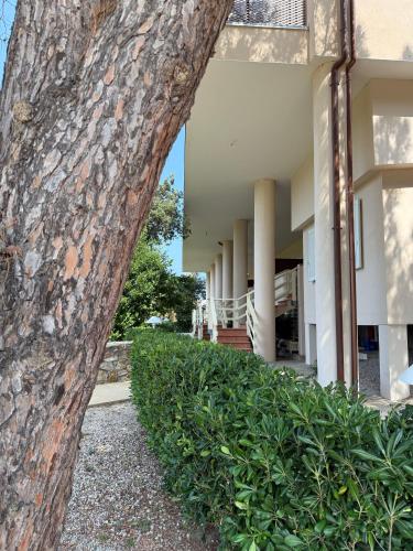 a large tree in front of a building at Hotel La Perla Del Golfo in Procchio