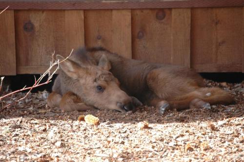 a donkey laying on the ground under a fence at The Hatchet Resort in Moran