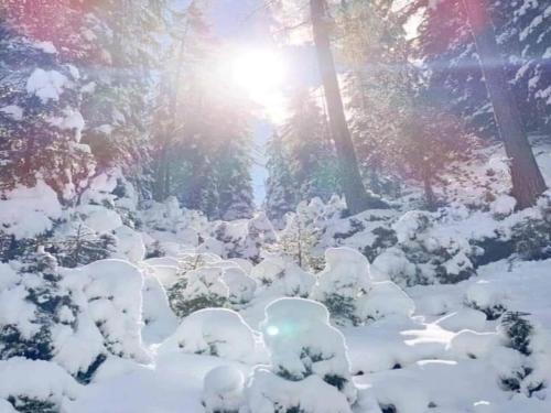 a snow covered forest with the sun in the background at Apartment in Neustift in a quiet location in Neustift im Stubaital
