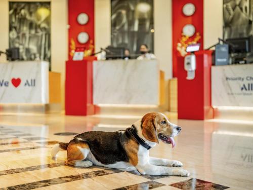 a brown and white dog laying on a floor at ibis Bengaluru City Centre - An Accor Brand in Bengaluru