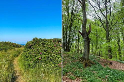two pictures of a tree in a field with flowers at SKA711-Simrishamn-Lugnadalsvaegen-1 in Baskemölla