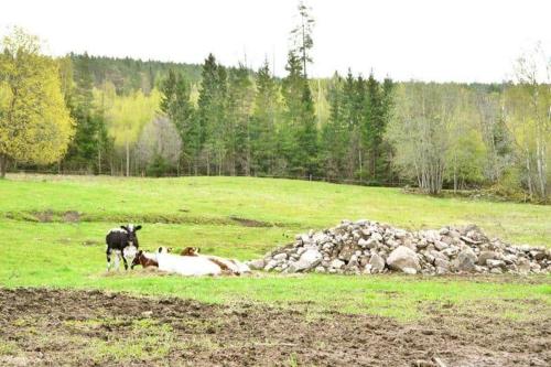 a group of cows laying down in a field at JON421-Skillingaryd-Galtas in Galtås