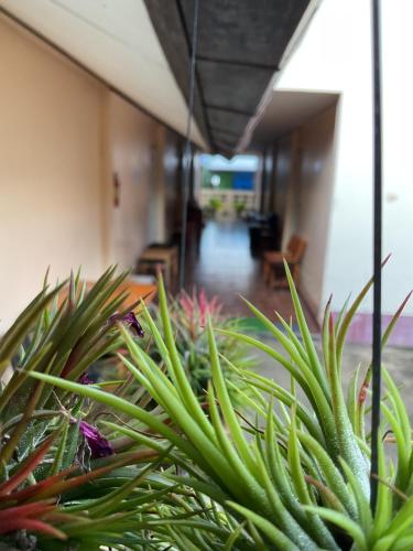 a row of plants in an office building at Go Gear Travel & Bungalow in Krabi town