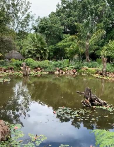 a pond in a garden with a log in the water at Piers Villa G in Harare