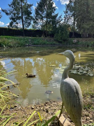 a bird standing in a pond with two ducks at Au petit bonheur de séraphine in Saint-Aubin