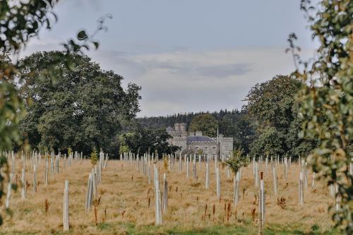 a row of trees in a field with a building in the background at Rock Farm Slane - Glamping in Slane