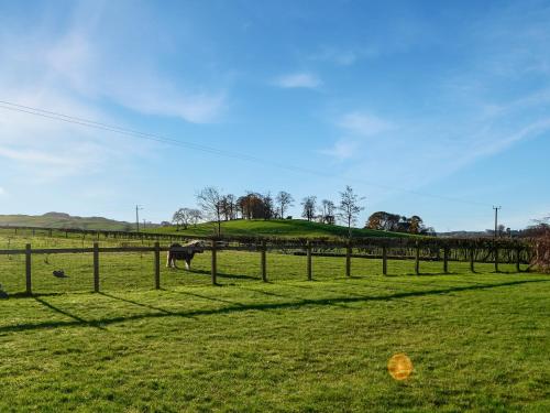 a cow standing in a field behind a fence at The Longhouse At Threave in Castle Douglas