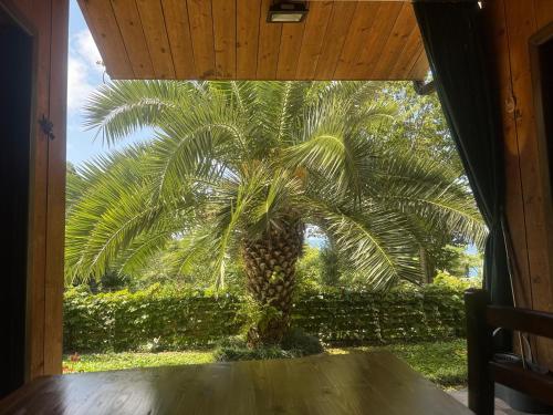 a palm tree in front of a window at Chalet Ochos Qokhi in Kvariati