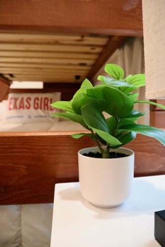 a plant in a white pot sitting on a table at Lovely 3BR with King Bed,15 Min from Downtown Austin in Austin