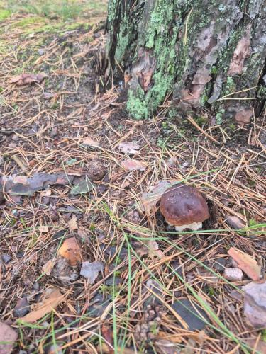 a tree with some mushrooms next to a tree at Dzik w zagrodzie in Borsk