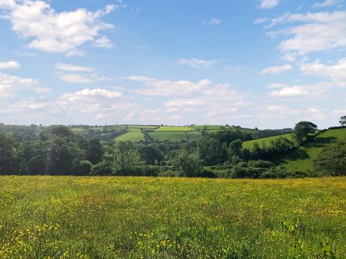 a field of grass and yellow flowers in a field at Ynywsen Dairy Flat in Llanfynydd