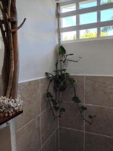 a plant in a corner of a bathroom with a window at La maison du Lac in Temae