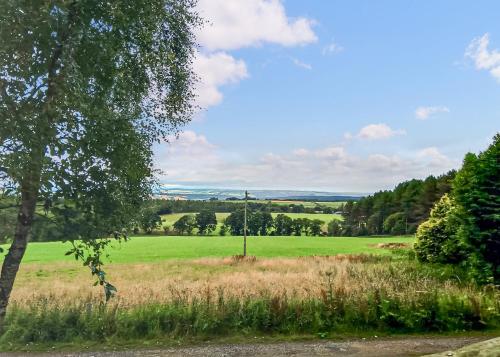 a field with a tree and a telephone pole at Springhouse Country Park in Slaley