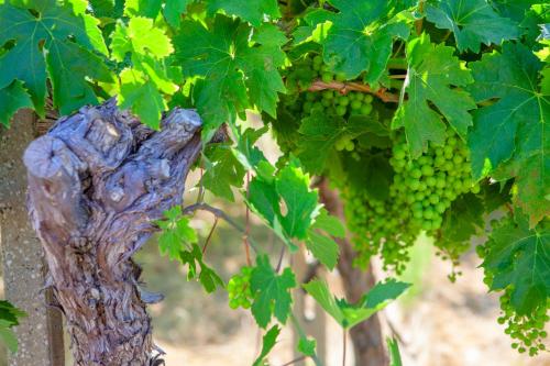 a bunch of green grapes hanging from a tree at Charming Boutique B&B Hotel in Villalfonsina