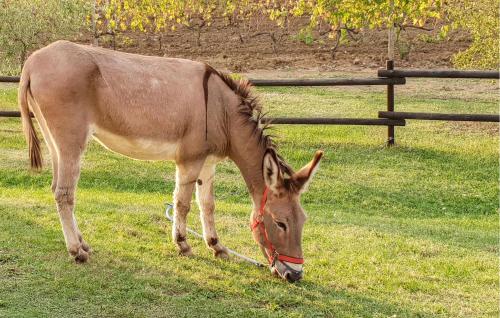a brown horse grazing in the grass near a fence at Amazing Home In Pomarance in Pomarance
