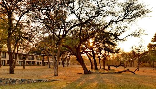 a group of trees with the sun shining through them at Hwange Safari Lodge in Dete