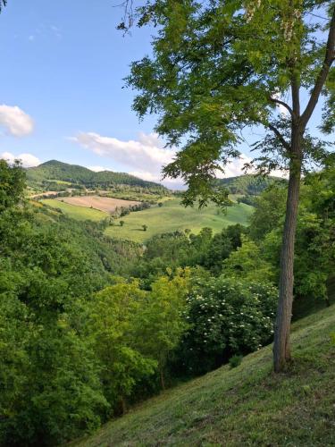 a tree on top of a hill with green hills at Agriturismo La Valle del Vento Urbino in Urbino