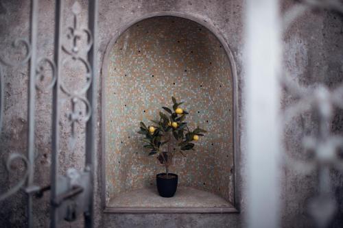 a plant in a pot in a wall at Villa Elisabetta Lago Maggiore in Belgirate