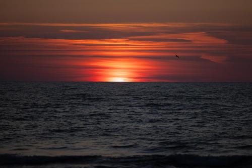 a bird flying over the ocean at sunset at PINEA Resort in Pobierowo