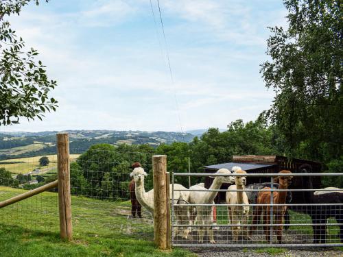 a group of animals standing behind a fence at Moonlight View - Uk35187 in Newtown