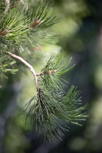 a close up of a pine tree branch at PINEA Resort in Pobierowo