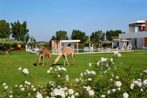 two deer grazing in the grass near a building at Dar Syada Boutique Hotel Marrakech in Marrakech
