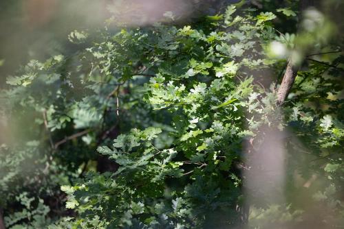 a close up of a tree with green leaves at PINEA Resort in Pobierowo