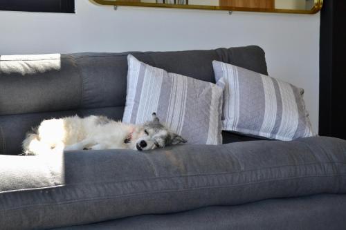 a dog laying on top of a couch at Cabaña del lago con Jacuzzi in Rionegro