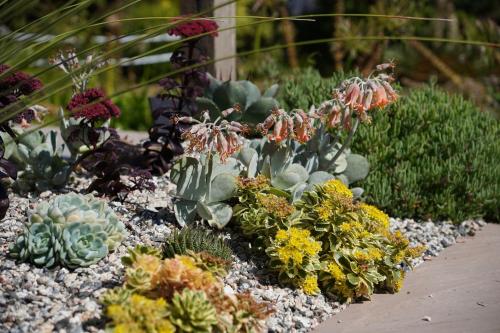 a garden with many different types of plants at Penquite Holiday Accommodation in Uny Lelant