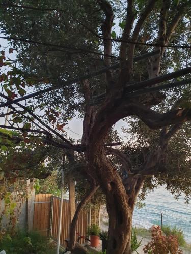 a tree in a yard next to a fence at Room zero of Sea in Borsh