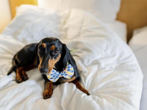 a dog wearing a tie sitting on a bed at ibis Nashik - An Accor Brand in Nashik