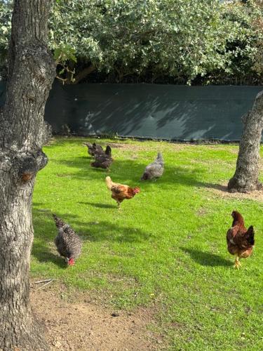 Άλλα ζώα σε αυτό το διαμέρισμα ή στη γύρω περιοχή