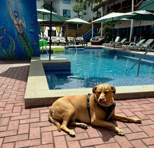 a brown dog laying next to a swimming pool at Casa Del Merman at GayMontanita House in Montañita