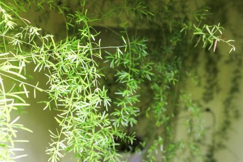 a branch of a tree with green leaves at Residenza Sant'Andrea in Campobasso