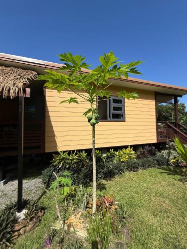 a small tree in front of a house at Hava'i Lodge in Taputapuapea