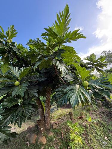 a couple of palm trees in a field at Hava'i Lodge in Taputapuapea