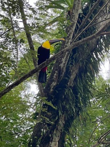 a colorful bird sitting on a tree branch at La Posada del Mar in Dominical