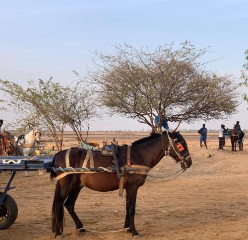 a horse tied to a cart in the desert at Diam Bougoum à MAR LODJ in Fimela