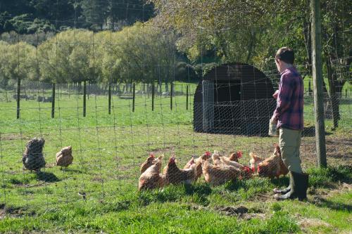 a man standing next to a flock of chickens at Hamurana Lakeview Farmhouse Luxury Retreat in Hamurana