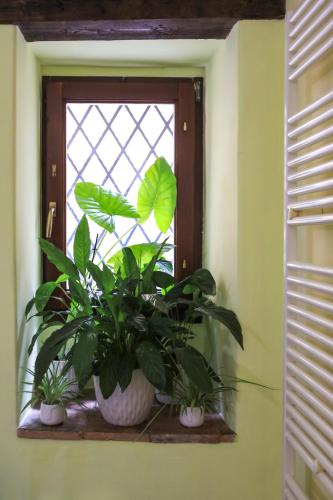 a window with plants sitting on a window sill at Residenza Sant'Andrea in Campobasso