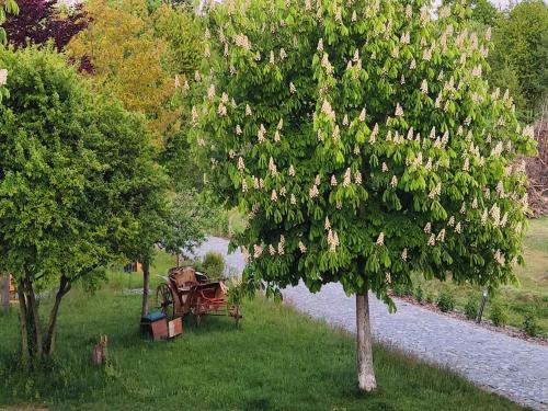 a tree with flowers in the grass next to a bench at Lichtdurchflutetes Apartment mit Sauna & Kamin in Lauterbach