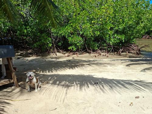 a dog sitting on the sand on a beach at Tehuarupe Surf Studio 2 in Haapiti