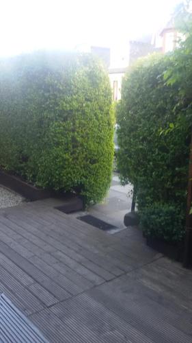 a group of green bushes in a courtyard at Cambridge House in Edinburgh