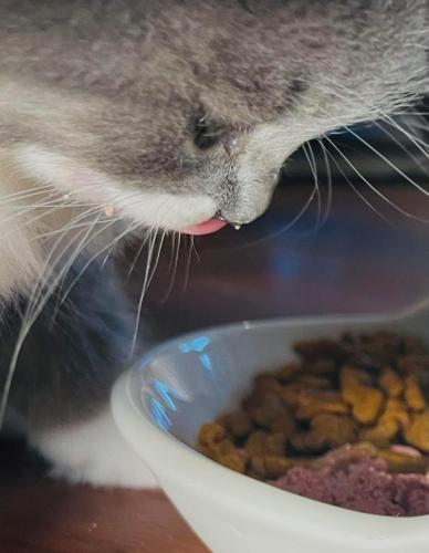 a cat is eating food out of a bowl at Le 1040 St-Mathieu du Parc in Saint Mathieu Du Parc