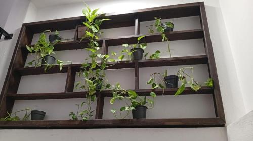 a shelf filled with potted plants on a wall at Green Ocean Bay in Arugam Bay